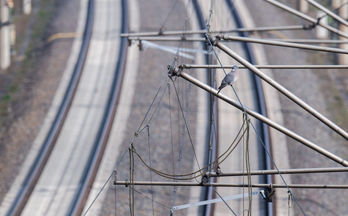 Durch einen Oberleitungsschaden kommt es im Bahnverkehr zwischen Hamburg und Lüneburg zu Beeinträchtigungen. (Symbolbild)