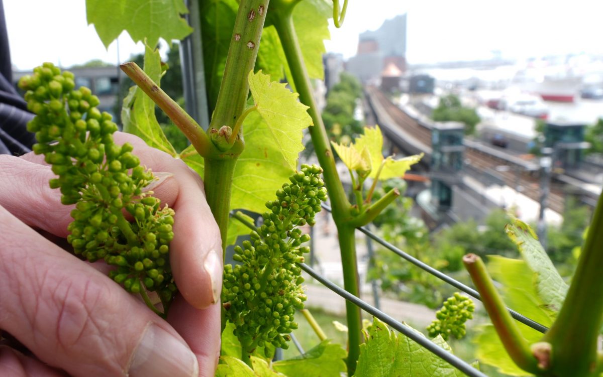 Weintrauben in der Nähe der Elbphilharmonie. Ja, im Hamburger Hafen wird Wein angebaut.