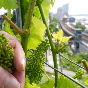 Weintrauben in der Nähe der Elbphilharmonie. Ja, im Hamburger Hafen wird Wein angebaut.