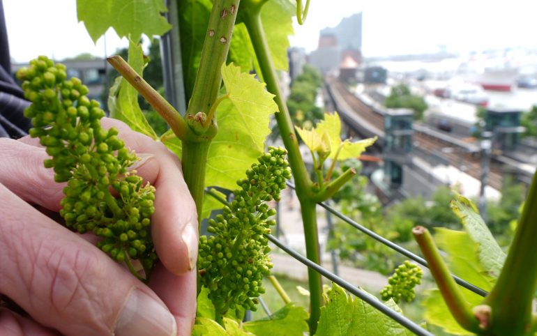 Weintrauben in der Nähe der Elbphilharmonie. Ja, im Hamburger Hafen wird Wein angebaut.