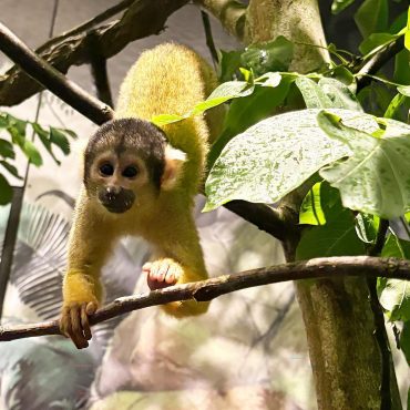 Neun weibliche Totenkopfaffen sind in ihr neu gestaltetes Gehege im Dschungel-Revier in Hagenbecks Tierpark gezogen. Es wurde in den vergangenen Monaten umgebaut und bepflanzt.