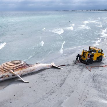Der tote Wal wird an Land der dänischen Insel Anholt gezogen. (Drohnenaufnahme)