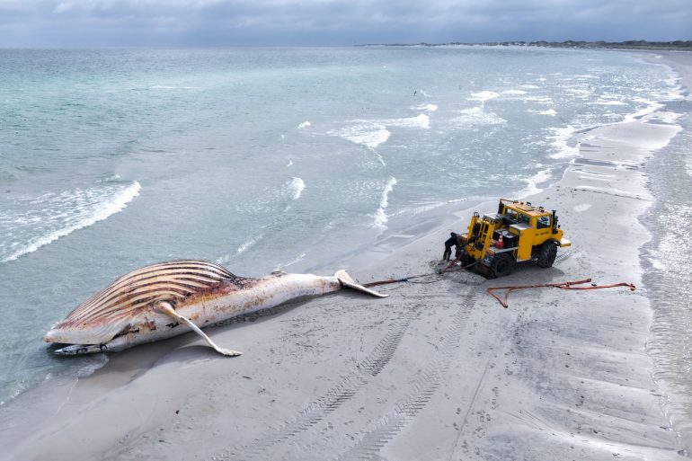 Der tote Wal wird an Land der dänischen Insel Anholt gezogen. (Drohnenaufnahme)