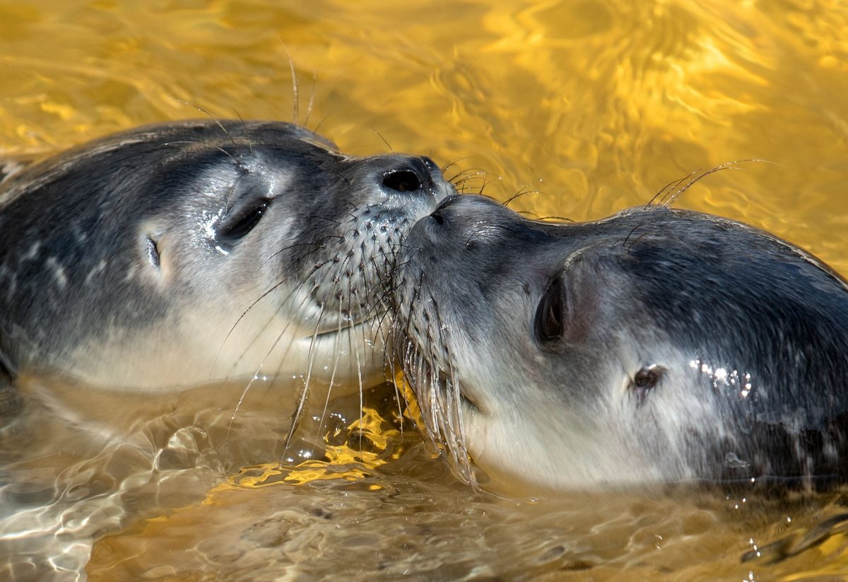 Aufwachsen und fit für die Wildnis werden: In den Seehundstationen des Wattenmeers werden Jungtiere ohne Mutter und verletzte Tiere aufgepäppelt. (Archivbild)