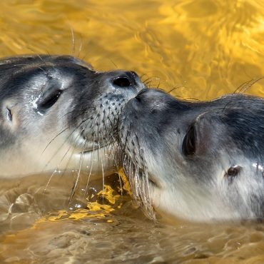 Aufwachsen und fit für die Wildnis werden: In den Seehundstationen des Wattenmeers werden Jungtiere ohne Mutter und verletzte Tiere aufgepäppelt. (Archivbild)