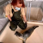 Die kleine Seehund-Dame Pippa wird derzeit im Robbenzentrum Föhr versorgt.