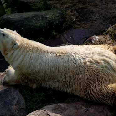 «Ihr Tod hinterlässt eine große Lücke», betont der Tierpark. (Archiv)