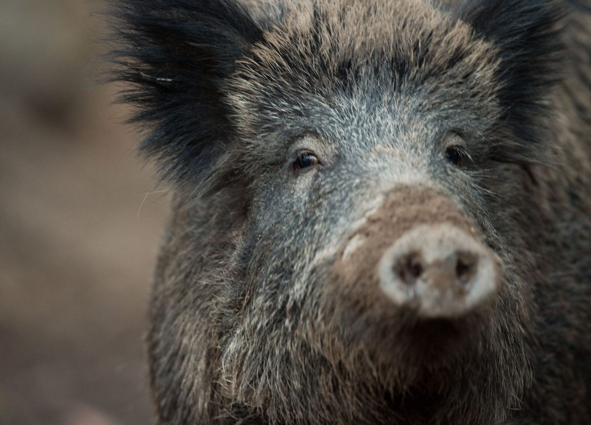Wildschweine sorgen aktuell für die Sperrung eines Friedhofs in Lübeck. (Symbolbild)