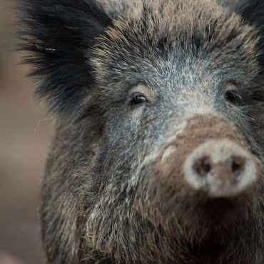 Wildschweine sorgen aktuell für die Sperrung eines Friedhofs in Lübeck. (Symbolbild)