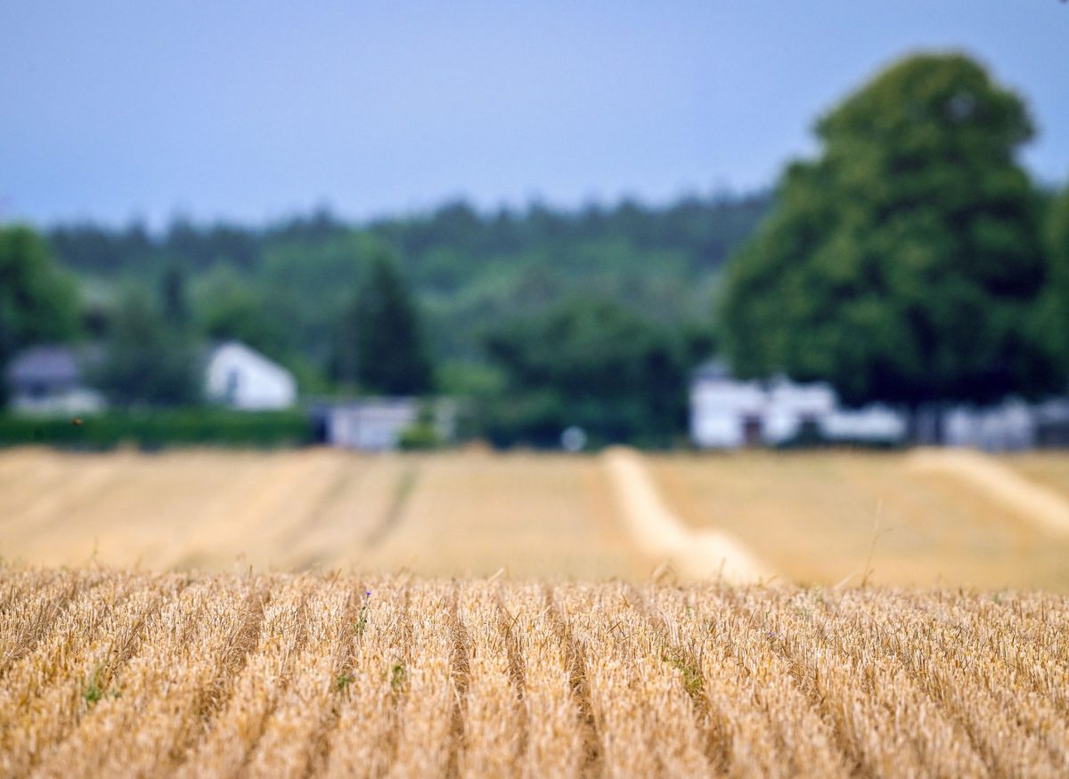 So sehen viele Felder auch in Schleswig-Holstein bereits aus.