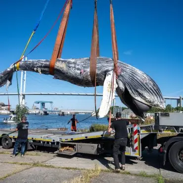 Der tote Wal vom Greifswalder Bodden ist seziert worden. (Archivbild)