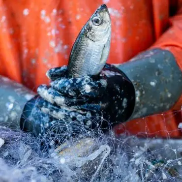 Fischereiministerin Schmachtenberg lehnt eine weitere Einschränkung der Heringsfischerei ab. (Archivbild)