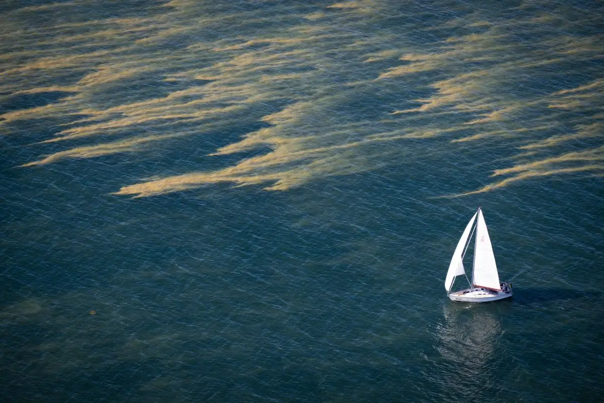 Blaualgenteppiche erstrecken sich über Teile der Ostsee.