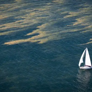 Blaualgenteppiche erstrecken sich über Teile der Ostsee.