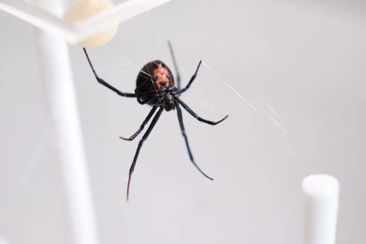 Die Männchen der Rotrückenspinne haben einen sportlichen Trick, um die Paarung mit der auch "Schwarze Witwe" bezeichneten Spinne zu überleben.
