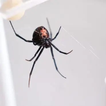 Die Männchen der Rotrückenspinne haben einen sportlichen Trick, um die Paarung mit der auch "Schwarze Witwe" bezeichneten Spinne zu überleben.