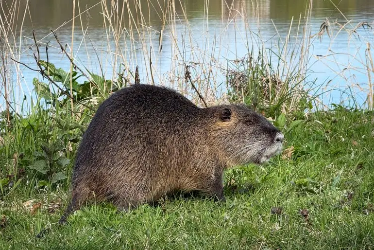 In Hamburg sind 2025 deutlich mehr Nutrias erlegt worden als im Vorjahr. (Archivbild)