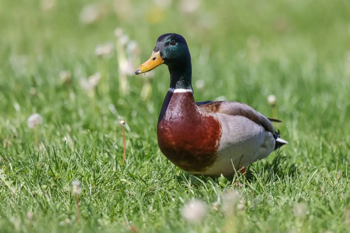 Mitten im Bein einer Stockente steckt ein Projektil. Jetzt ermittelt die Polizei in Bad Bramstedt wegen eines möglichen Verstoßes gegen das Tierschutzgesetz. (Symbolbild)