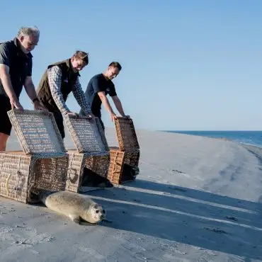 Die drei Seehunde robben von der Insel Juist ins Wasser.