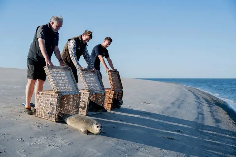 Die drei Seehunde robben von der Insel Juist ins Wasser.