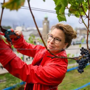 Auch Carola Veit (SPD), Präsidentin der Hamburgischen Bürgerschaft, war bei der Weinlese dabei.