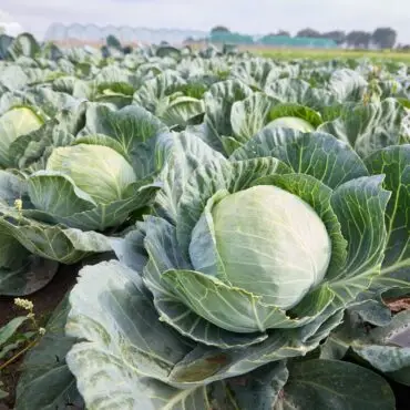 Rund 90 Millionen Kohlköpfe wachsen jährlich in der Region Dithmarschen. (Symbolbild)