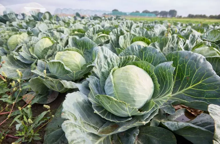 Rund 90 Millionen Kohlköpfe wachsen jährlich in der Region Dithmarschen. (Symbolbild)