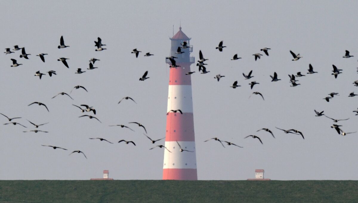 Der Nationalpark Schleswig-Holsteinisches Wattenmeer lädt vom 26. September bis zum 4. Oktober zum «Westküsten-Vogelkiek». (Archivbild)