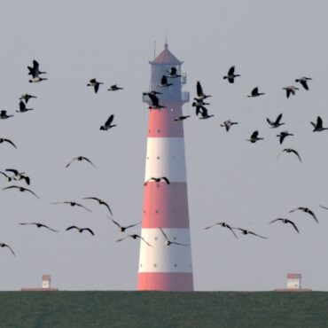 Der Nationalpark Schleswig-Holsteinisches Wattenmeer lädt vom 26. September bis zum 4. Oktober zum «Westküsten-Vogelkiek». (Archivbild)