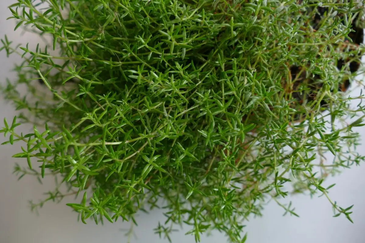 Nadelkraut ist eine invasive Pflanze und breitet sich in Schleswig-Holstein aus. (Archivbild)