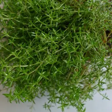 Nadelkraut ist eine invasive Pflanze und breitet sich in Schleswig-Holstein aus. (Archivbild)