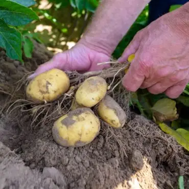 Kartoffelpflanzen werden auf einem Versuchsfeld kontrolliert.