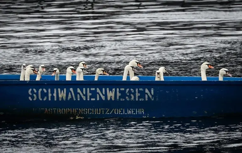 Schluss mit Außenalster - Fast alle Hamburger Alsterschwäne sind wieder zurück im Winterquartier. (Archivbild)
