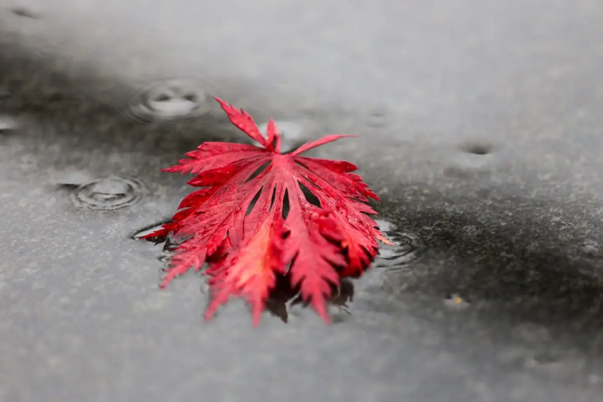 Regnerisches Herbstwetter im Norden. (Symbolbild)
