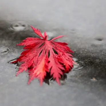Regnerisches Herbstwetter im Norden. (Symbolbild)