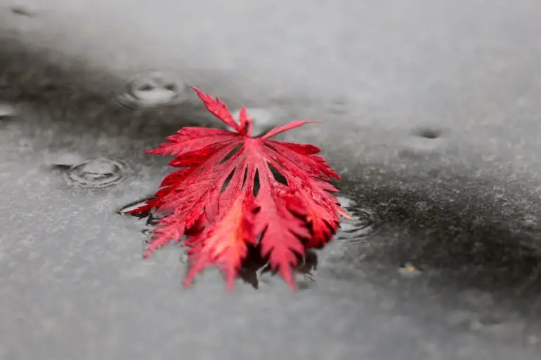 Regnerisches Herbstwetter im Norden. (Symbolbild)