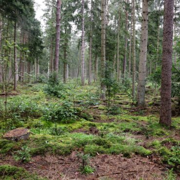 Schleswig-Holstein verfolgt das Ziel, stabile Laub- und Mischwälder zu entwickeln, die im Klimawandel bestehen. (Archivbild)