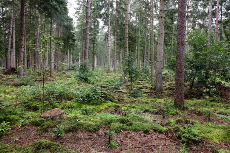 Schleswig-Holstein verfolgt das Ziel, stabile Laub- und Mischwälder zu entwickeln, die im Klimawandel bestehen. (Archivbild)