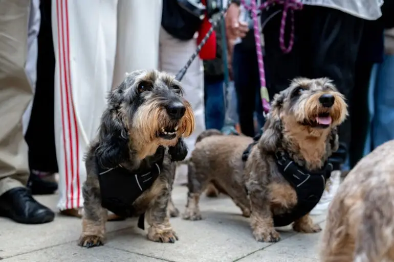 Nicht alle Gemeinden nahmen mehr Hundesteuer ein. (Archivbild)