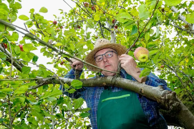 «Wenn wir hier auf dem Gelände einen größeren Apfelbaum hätten, wären es vielleicht auch 200 Sorten geworden», sagte Gärtner Jochen Bock.