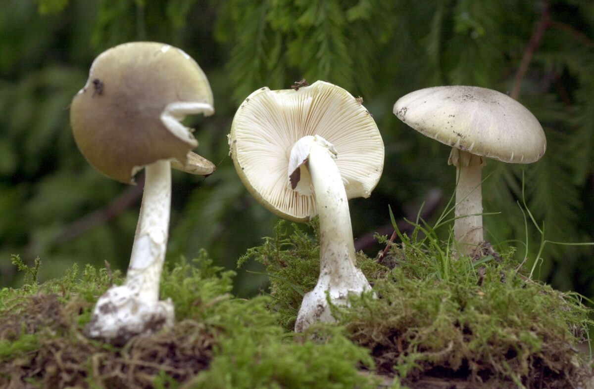 Wegen ihrer Ähnlichkeit zu Champignons sind Vergiftungen mit Knollenblätterpilzen besonders häufig. (Symbolbild)