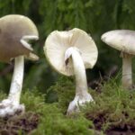 Wegen ihrer Ähnlichkeit zu Champignons sind Vergiftungen mit Knollenblätterpilzen besonders häufig. (Symbolbild)