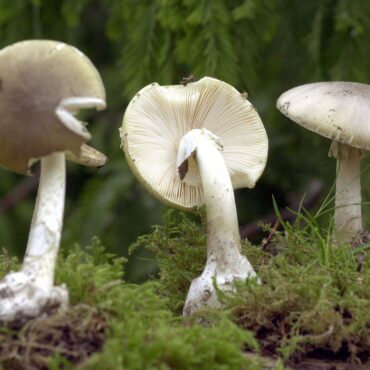 Wegen ihrer Ähnlichkeit zu Champignons sind Vergiftungen mit Knollenblätterpilzen besonders häufig. (Symbolbild)