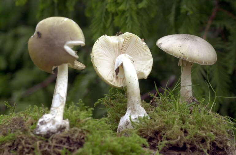 Wegen ihrer Ähnlichkeit zu Champignons sind Vergiftungen mit Knollenblätterpilzen besonders häufig. (Symbolbild)