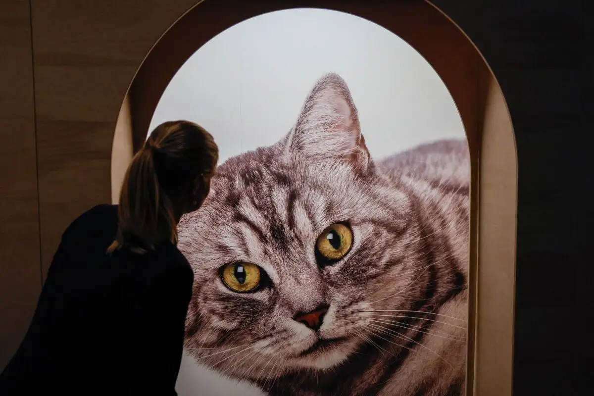 Eine neue Ausstellung in Bremen widmet sich dem «Kult Katze!».