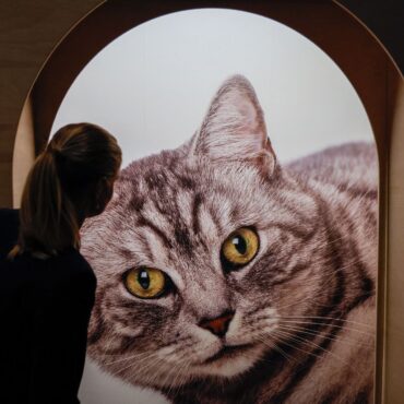 Eine neue Ausstellung in Bremen widmet sich dem «Kult Katze!».
