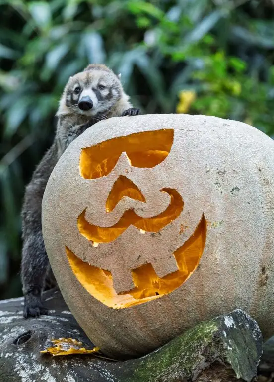 Ein Nasenbär bekommt im Tierpark Hagenbeck zu Halloween sein Futter in einem Grusel-Kürbis serviert.