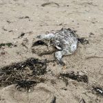 Verendeter Wildvogel liegt am Sandstrand zwischen angespültem Seegras. Das Amt Föhr-Amrum warnt vor dem Berühren toter Vögel wegen der Geflügelpest.