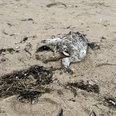 Verendeter Wildvogel liegt am Sandstrand zwischen angespültem Seegras. Das Amt Föhr-Amrum warnt vor dem Berühren toter Vögel wegen der Geflügelpest.