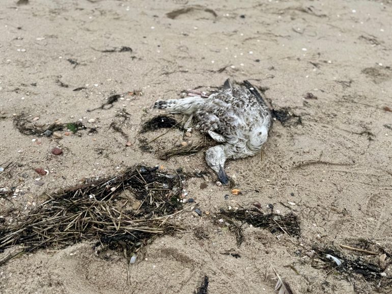 Verendeter Wildvogel liegt am Sandstrand zwischen angespültem Seegras. Das Amt Föhr-Amrum warnt vor dem Berühren toter Vögel wegen der Geflügelpest.